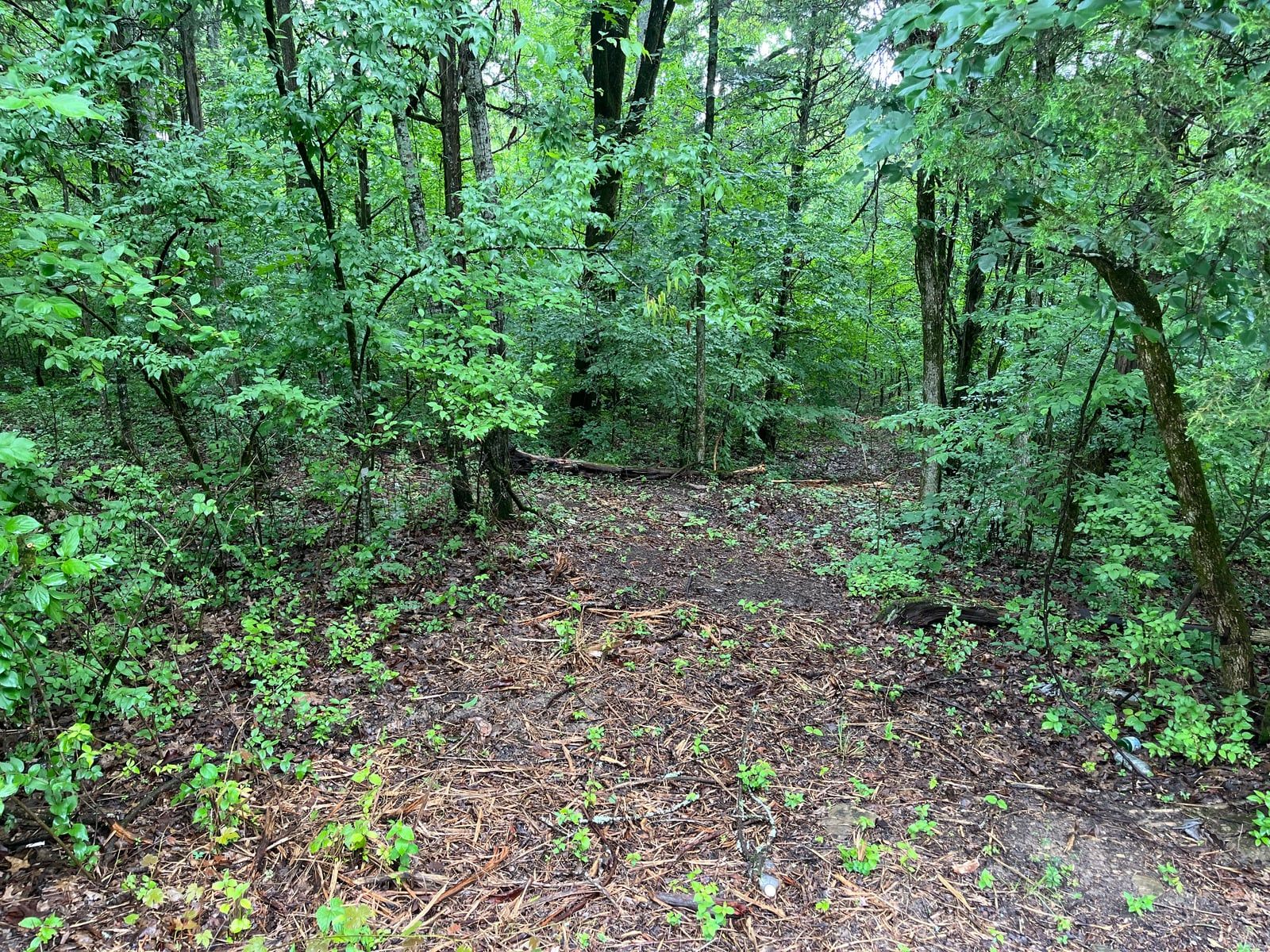 5.5 Acres - Chapel Hill, TN — photo 2